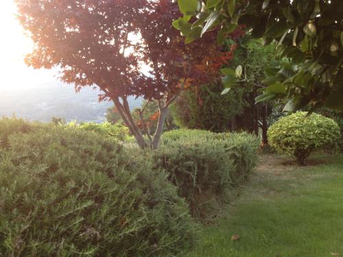 a garden with bushes and a tree on a hill at Quinta da Calçada in Melgaço