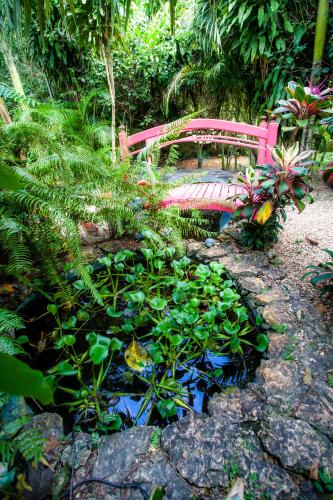 a pink bench in a garden with a pond at Banana Bank Lodge & Jungle Horseback Adventures in Belmopan