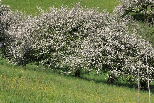 a tree filled with white flowers in a field at Albergo Diffuso Faller in Faller