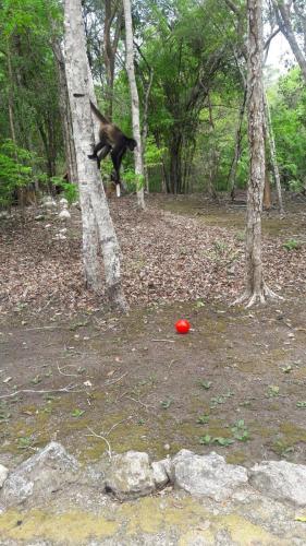a black ape climbing a tree next to a red ball at Hotel Chaac Calakmul in Xpujil