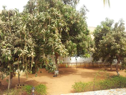 a tree with lots of leaves on it in a yard at Residence Saint James in Somone