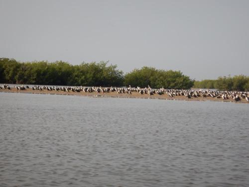 a flock of birds on the shore of a body of water at Residence Saint James in Somone
