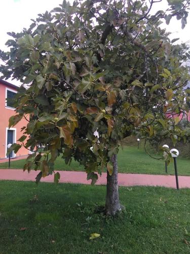a tree with leaves on it in the grass at Casali Romei in Sarzana