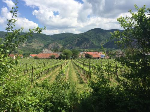a field of vines with mountains in the background at Winzerhaus Rossatz in Rossatz