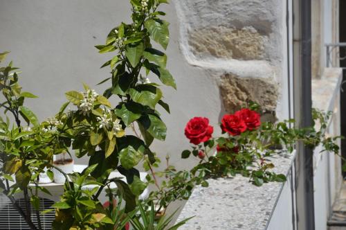 a plant with red roses on a window sill at Pantalica Rooms Affittacamere Sortino Siracusa in Sortino