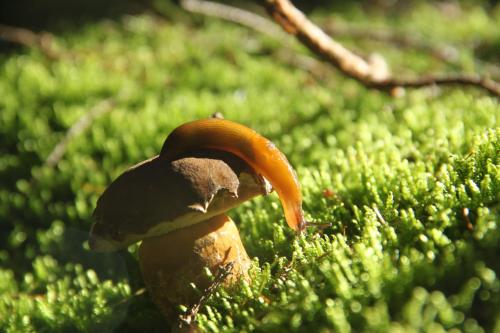 an orange peel is sitting on the grass at Outline chata Svetla in Hartmanice