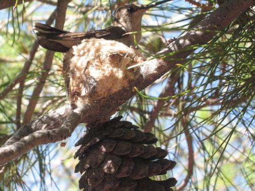 a bird perched on top of a pine cone at Mon Ami Bed and Breakfast in Tucson