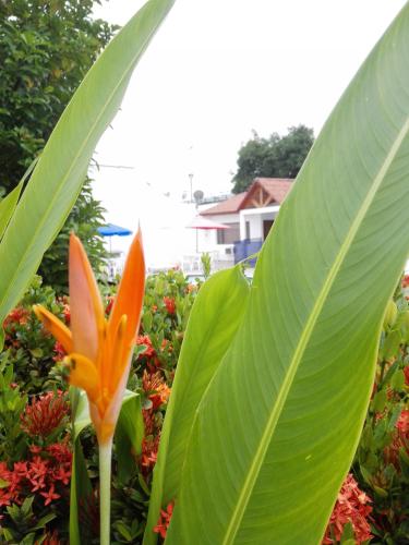 an orange flower in a garden with green leaves at Hotel Villa Ricaurte in Girardot