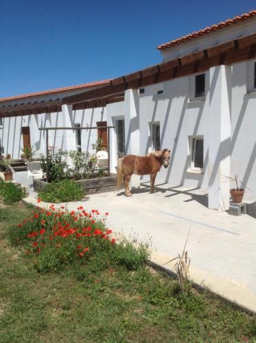a dog standing in front of a building at Quinta de Moledos in Aljezur