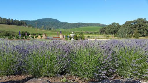 Thorn Hill Vineyards Villa Suites - Housity