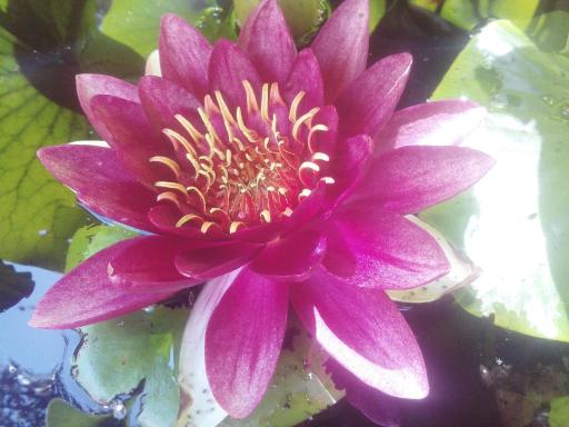 Rózsa Apartman - Housity