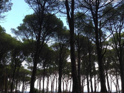 Cavalli di S'Arcaite - Housity