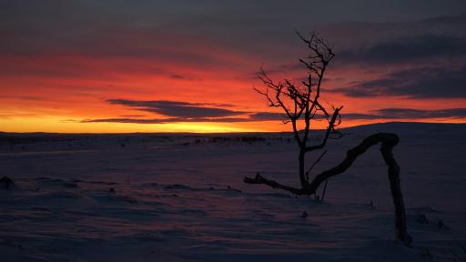 Arctic Aurora Borealis cottages - Housity