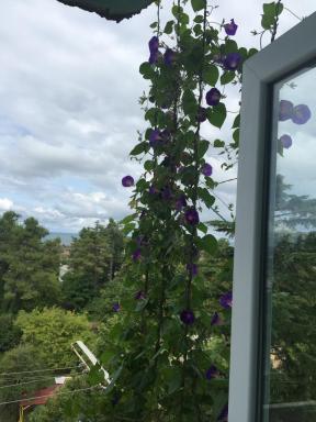 Kobuleti Apartment Rustaveli 136a - Housity