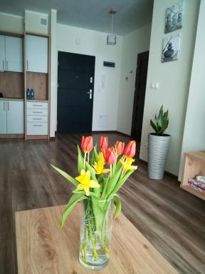 Modern - Hizvo