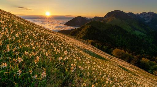 Apartment Rose - Housity