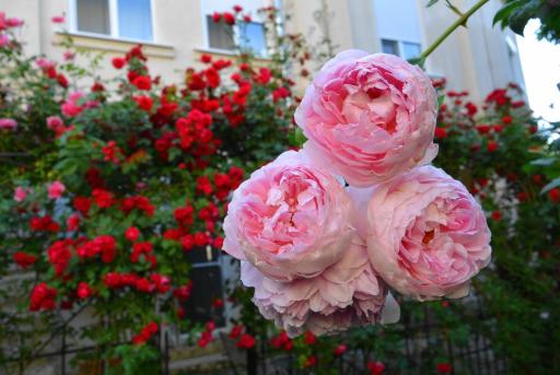 Residenza Dutzu-Boutique Hotel - Housity