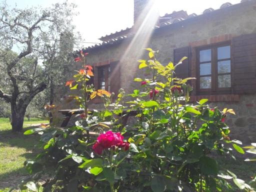 La Casina degli Ulivi - Housity