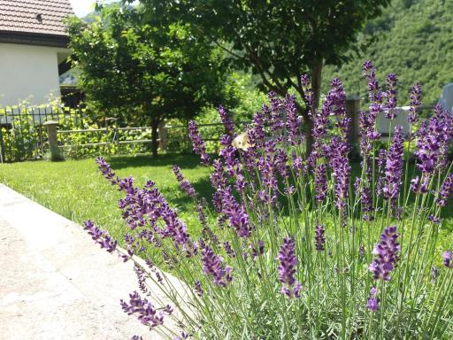 Kuća Lavanda - Housity