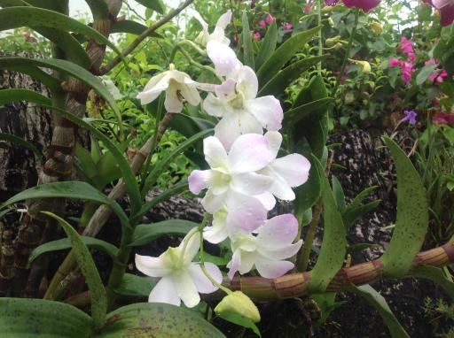 Casa de Los Suenos B&B Coronado Panama - Housity