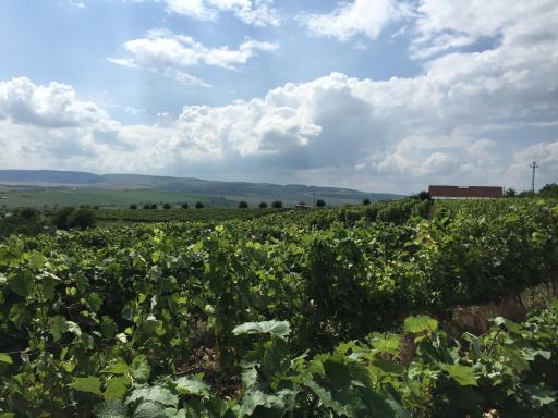 Wineyards Salin - Housity