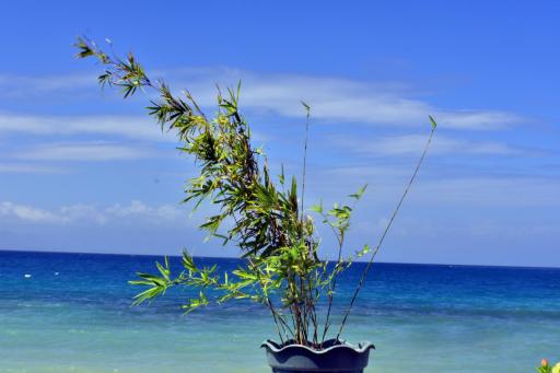 MLK Bamboo Beachhouse - Housity