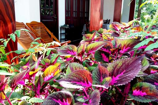 The Dream Resort - Housity