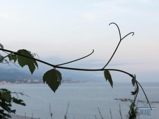 Sul Mare B&B - Housity