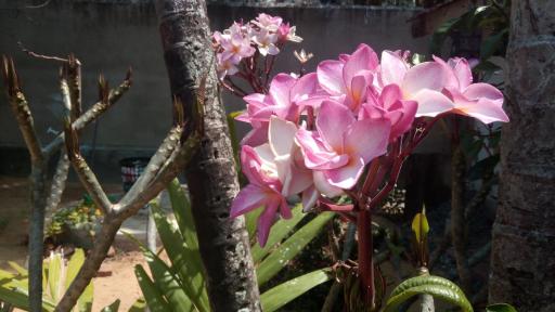 Sampathaa Residence - Housity