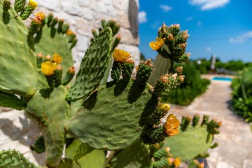 WePuglia - Trullo Rampone - Housity