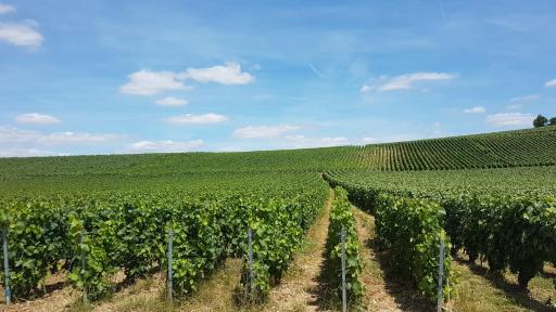 Enjoy en Champagne au calme milieu des vignes - Housity