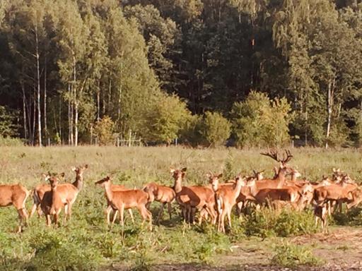 Deer SPA / Elni? SPA - Housity