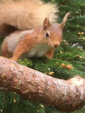 The Wee Thistle Loch Ness - Housity