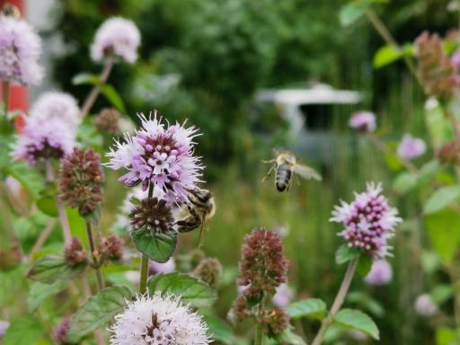 Apartment Green Elephant - Housity