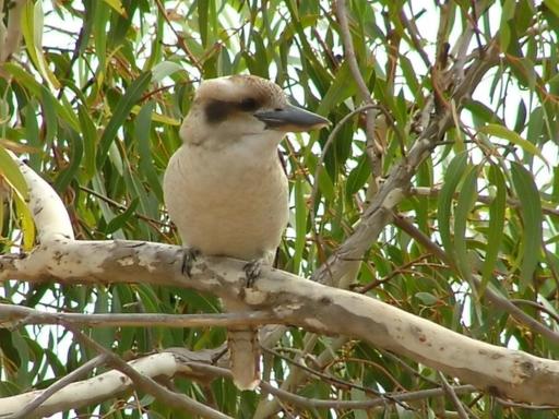 kookaburra nest - Housity