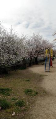 Cherry Blossom Koseicho - Housity