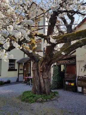 Ferienwohnung Zum-alten-Kirschbaum - Housity