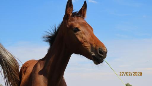Landor Stud Farm Cottage - Housity