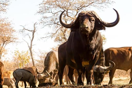 Ukuta Bush Lodge - Housity