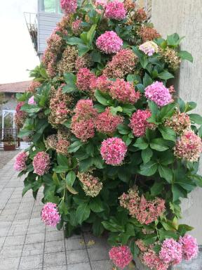 Casa Ortensia - Housity