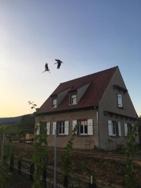 La Clé du Vignoble - Housity