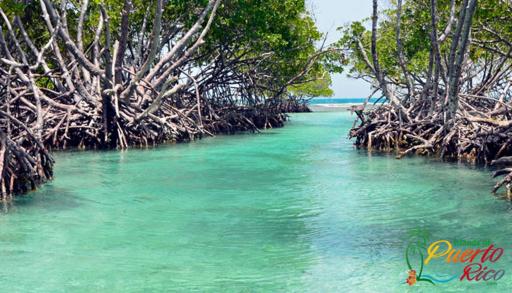 Combate Green House - Housity