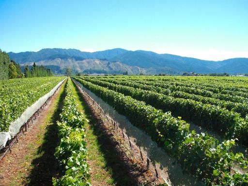 Marlborough Magic - Rapaura Holiday Home - Housity