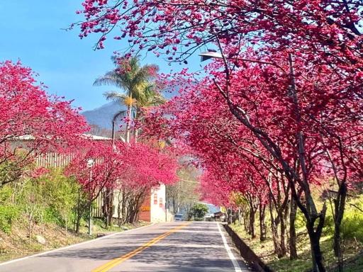 La mei zi duo rou ka pei min su nantou county - Housity