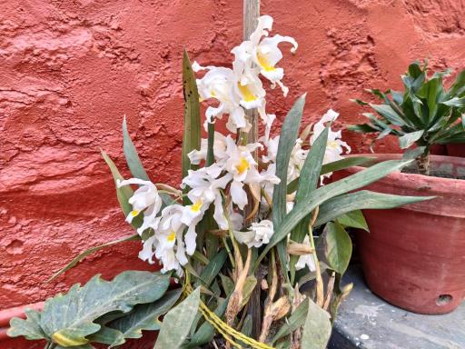 Bhattidanda Fresh & Natural Homestay - Housity