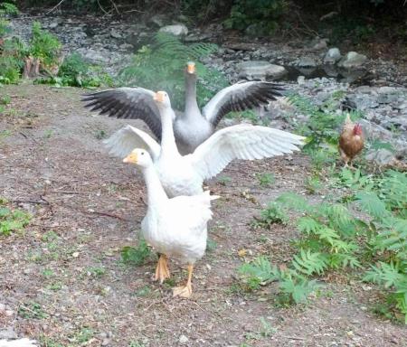 Gli Ulivi Bed & breakfast - Housity