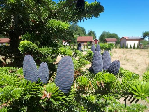 Päevatalu Camping - Housity