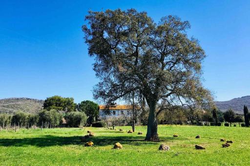 Superb Cottage in Tuscany's Maremma - Housity