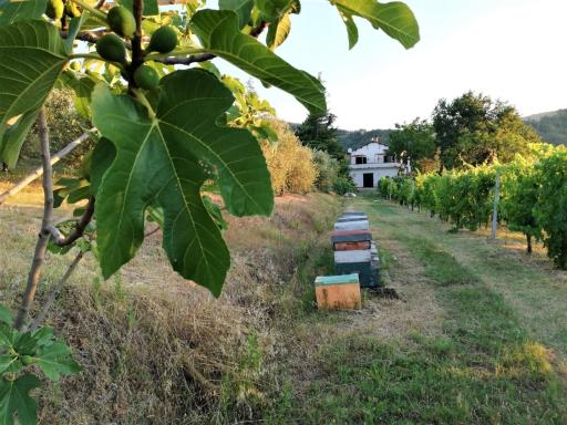 Naturaliterre Agriturismo - Microfattoria - Housity