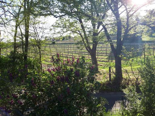 Pilikán Apartments - Park, Agroturism, Vineyard & farm - Housity